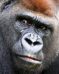 gorilla